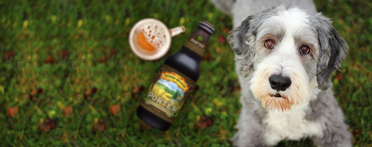 Beverage Inspired Dog Names Popular Male and Female Names Wag!